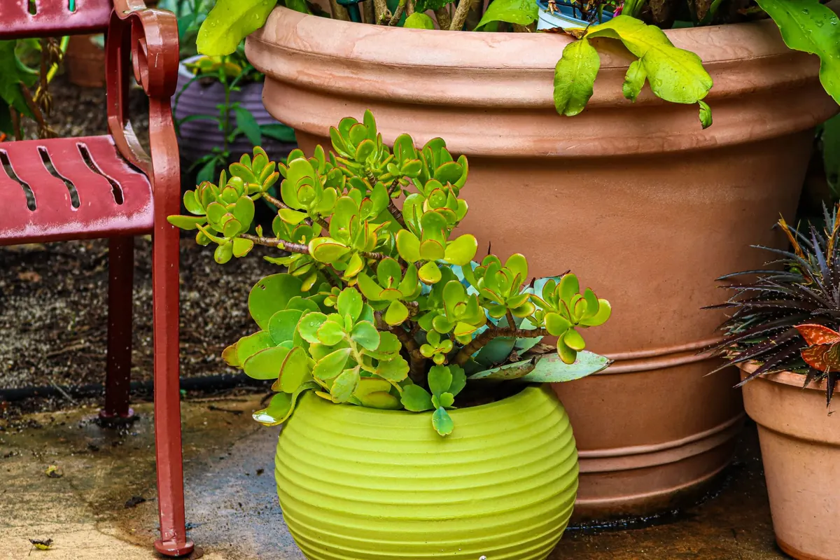 Container Gardening for Beginners: 12 Plants That Thrive in Pots